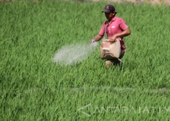 Dukung ketahanan pangan, Telkom-MBN berkolaborasi terapkan Agree