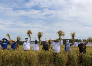 Padi hasil pembiayaan “peer-to-peer lending” panen perdana di Sukabumi