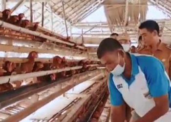 Usaha Ayam Bertelur Jadi Alternatif, BUMDes Sungai Kijang