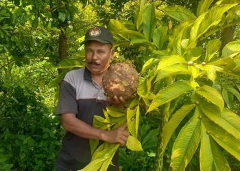 Gara-Gara Porang, Desa di Madiun Ini Jadi Desa Jutawan