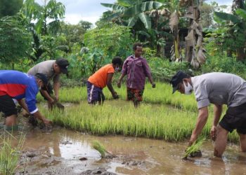 Program Kasuari, Binmas Noken Polri Kembali Kunjungi Spot Pertanian di Mulia Kencana