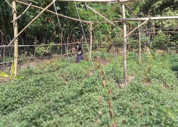 Pertanian Organik di Masa Pandemi Oleh Kelompok Disabilitas Desa