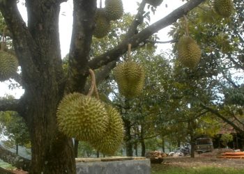 Kampoeng Durian, Agrowisata Tingkatkan Perekonomian Desa
