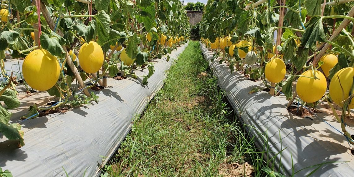 Lamongan Kembangkan Agrowisata Desa Melon