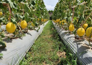 Lamongan Kembangkan Agrowisata Desa Melon
