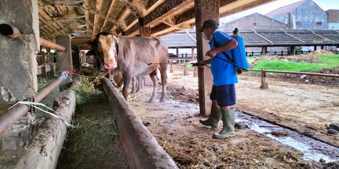48 Desa di Sumut Lockdown Cegah Penyebaran PMK
