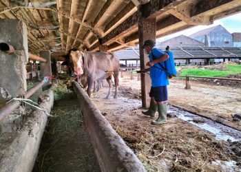 48 Desa di Sumut Lockdown Cegah Penyebaran PMK