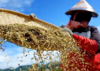 Kemendesa PDTT Alokasikan Dana Desa Dukung Ketahanan Pangan